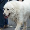 dog walk 2013-5061